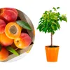 Meine Orangerie - Zwergobst Stämmchen Aprikose - Produktbild-Vorschau 1