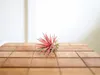 Gardnerova Tillandsia ionantha červená Náhľad obrázku produktu 5