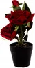 Künstliche Rosen im Topf 16cm - Romantische Deko - Produktbild-Vorschau 4
