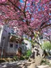 CALVENDO Puzzle Die Stresemannstrasse im Blütenzauber. 1000 Produktbild-Vorschau 3