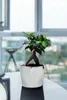 A small potted plant sits on a table in front of a window with a city view. Anteprima dell’immagine prodotto