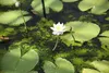 Bloomique - Nymphaea Marliacea Albida - Grzybienie wodne - Podgląd zdjęcia produktu 2