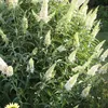 3 x Summer Lilac Assortment: Zestaw 3 krzewów Podgląd zdjęcia produktu 3