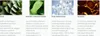 Supertan California Palm Beach Zrychlovač opalování s aloe Náhled obrázku produktu 4