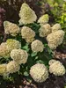 Hydrangea paniculata 'Skyfall', Rispenhortensie, 3 Liter Anteprima dell’immagine prodotto 3