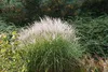 Stauden Gänge 1 x Miscanthus sinensis 'Silberspinne' im 1 Produktbild-Vorschau 2