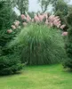 Cortaderia selloana 'Rosea', Pampasgras, rosa, 3-5 Liter Produktbild-Vorschau 1