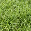 Dekoratívna tráva - Ostrica japonská - Carex morrowii Náhľad obrázku produktu 6