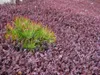 Stauden Gänge 1 x Acaena inermis 'Purpurea' - Purpur Produktbild-Vorschau 4