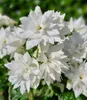 BALDUR Garten 1x Duftender Gartenjasmin 'Pearls of Produktbild-Vorschau 2