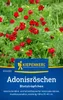 Artikelbild 2 von 'Adonisröschen Blutströpfchen' aus der Kategorie Blumensamen Produktbild-Vorschau