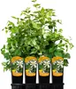 Powojnik Paul Farges botaniczny 2L Podgląd zdjęcia produktu 8