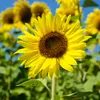 Artikelbild 6 von 'Sonnenblume Peredovick (500 Stück)' aus der Kategorie Sonnenblumensamen Produktbild-Vorschau