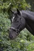 Kerbl Kappzaum Reitsport Leder Exklusiv Schwarz Warmblut Produktbild-Vorschau 2
