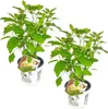 Two potted plants with tags. Podgląd zdjęcia produktu