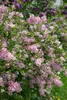 Syringa microphylla 'Superba', Zwergflieder, rosa Blüten, Produktbild-Vorschau 3