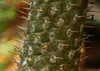SAFLAX - Madagascar - Palme - Pachypodium lamerei - 10 Produktbild-Vorschau 8