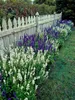 Stauden Gänge 5 x Salvia nemorosa 'Sensation White ®' im 1 Produktbild-Vorschau 8