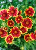Gaillardia x grandiflora 'Kobold', Kokardenblume, leuchtend Produktbild-Vorschau 2