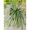 EUROPALMS Giglio verde, artificiale, 60 cm Anteprima dell’immagine prodotto 8