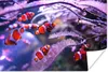 MuchoWow® Poster Ein Schwarm von Anemonenfischen im Wasser Produktbild-Vorschau 1