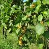 Weinrebe Regina 2L Topf Sommerreife Dessertrebsorte für Produktbild-Vorschau 3