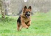 Altdeutsche Schäferhunde - Traumhafte Schäferhunde Produktbild-Vorschau 9