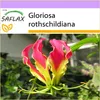 SAFLAX - Africká popínavá ľalia - Gloriosa rothschildiana - Náhľad obrázku produktu 9