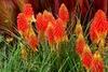 Stauden Gänge 5 x Kniphofia 'Papaya Popsicle' - Fackellilie Produktbild-Vorschau 2