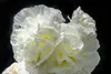SAFLAX  - Stockrosen - Mix - Alcea rosea - 100 Samen - Mit Produktbild-Vorschau 6