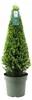 Plants by Frank | Pyramide de houx du Japon | Ilex crenata Voir les images du produit 1