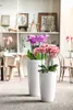 Two white planters with blooming orchids in pink and purple are displayed in front of a shelf with framed artwork and decorative items. Náhled obrázku produktu