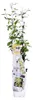 Trachelospermum Jasminoides Star of Toscana, Sternjasmin, Produktbild-Vorschau 2