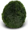 Eco Plant Marimo Ball Moss - gałęzatka 4 - 5cm Eco Plant Podgląd zdjęcia produktu 1