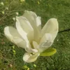Magnolie Fiume Giallo 2L Anteprima dell’immagine prodotto 14