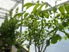 echter Walnussbaum Juglans regia 180 cm Obstbaum winterhart Produktbild-Vorschau 3
