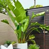 Exotické semená - Strelitzia Nicolai - balenie 10 ks - Náhľad obrázku produktu 8