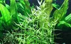 Aquariumpflanze Murdannia keisak Bambus Tropica Nr.135 Produktbild-Vorschau 1
