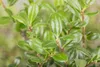 Ilex crenata 'Robustico', Japanische Stechpalme, immergrün, Produktbild-Vorschau 2