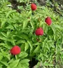 Erdbeerhimbeere - Rubus illecebrosus, Cont. 0,8 l Produktbild-Vorschau 6