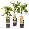 Actinidia Weiki & Golden Kiwi - Pianta di kiwi - 1 Maschio Anteprima dell’immagine prodotto 2
