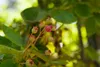 A close-up view of unripe and ripening berries on a branch, surrounded by green leaves. Produktbild-Vorschau
