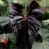 Anthurium (Anthurium chamberlainii X) – 1 vyklíčená semínka Náhled obrázku produktu 1