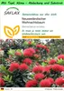 SAFLAX Garden to go - Neuseeländischer Weihnachtsbaum - Produktbild-Vorschau 1