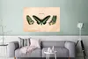 MuchoWow® Poster Schmetterling - Tier - Insekt 120x80 cm - Produktbild-Vorschau 5