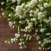 Sternjasmin - 2 Stk - Trachelospermum jasminoides - Höhe Produktbild-Vorschau 5