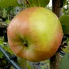 Familienbaum Vierling Apfel Gala Elstar  Cox Orange Produktbild-Vorschau 5