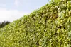 Ligustrum vulgare, Gewöhnlicher Liguster, 125–150 cm Produktbild-Vorschau 3