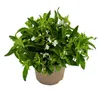 Männertreu hängend - weiss - Lobelia richardii - 11cm - Set Produktbild-Vorschau 3