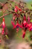 Fuchsia magellanica 'Riccartonii', winterhart, rot-violett, Podgląd zdjęcia produktu 10